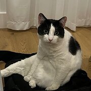 Home Owner wanting sitter in , Victoria