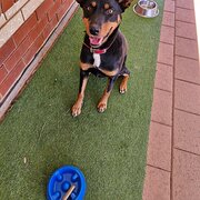 Home Owner wanting sitter in Port Augusta, South Australia