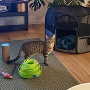 Home Owner wanting sitter in Perth, Western Australia