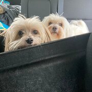 Home Owner wanting sitter in Melbourne, Victoria