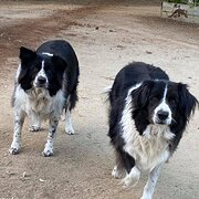 Home Owner wanting sitter in Rockhampton, Queensland