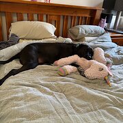 Home Owner wanting sitter in Plainland , Queensland