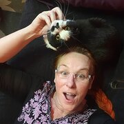 House Sitter - All about cats!