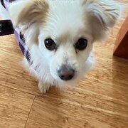 Home Owner wanting sitter in Burnie, Tasmania