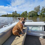 Home Owner wanting sitter in Ipswich/Brisbane , Queensland