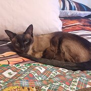 Home Owner wanting sitter in Gosford, New South Wales