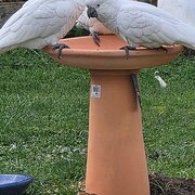 Home Owner wanting sitter in HOBART, Tasmania