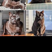 Home Owner wanting sitter in Brisbane, Queensland