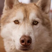 Home Owner wanting sitter in Perth, Western Australia