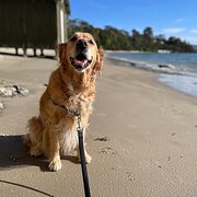 Home Owner wanting sitter in Hobart, Tasmania