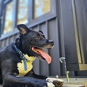 Home Owner wanting sitter in Wollongong, New South Wales