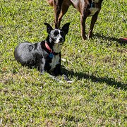 Home Owner wanting sitter in Brisbane, Queensland