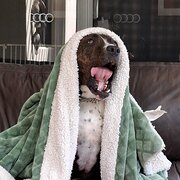 Home Owner wanting sitter in Adelaide , South Australia