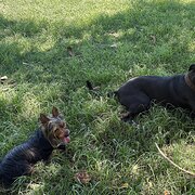 Home Owner wanting sitter in , Queensland