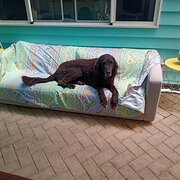 Home Owner wanting sitter in Perth , Western Australia