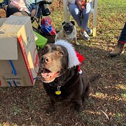 Home Owner wanting sitter in Geelong, Victoria