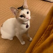 Home Owner wanting sitter in , New South Wales