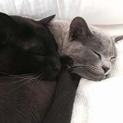 Home Owner wanting sitter in , Victoria