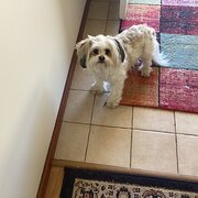 Home Owner wanting sitter in , Western Australia