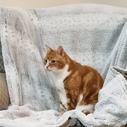 Home Owner wanting sitter in Adelaide, South Australia