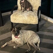 Home Owner wanting sitter in Brisbane , Queensland