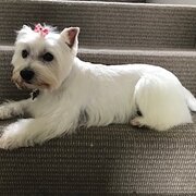 Home Owner wanting sitter in , New South Wales