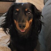 Home Owner wanting sitter in Perth, Western Australia