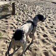 Home Owner wanting sitter in Nowra, New South Wales