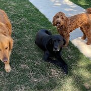 House Sitter - We are experienced, capable and caring.