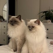 Home Owner wanting sitter in Sydney, New South Wales