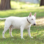 Home Owner wanting sitter in Adelaide, South Australia