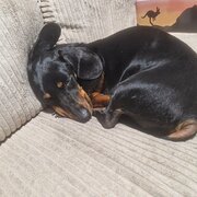 Home Owner wanting sitter in Brisbane, Queensland