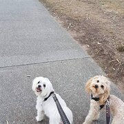 Home Owner wanting sitter in , Queensland