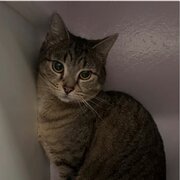 Home Owner wanting sitter in Melbourne, Victoria