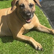 Home Owner wanting sitter in , Queensland