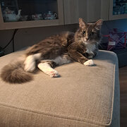 Home Owner wanting sitter in , Western Australia