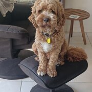 Home Owner wanting sitter in ELIMBAH (QLD), Queensland