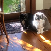 Home Owner wanting sitter in Melbourne , Victoria