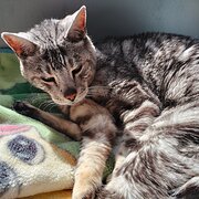 Home Owner wanting sitter in ringwood east, Victoria