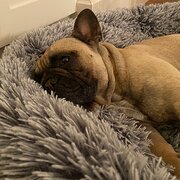 Home Owner wanting sitter in Sydney 45mins by car, New South Wales