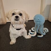 Home Owner wanting sitter in , Queensland