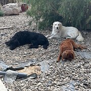 Home Owner wanting sitter in Bega, New South Wales