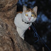 Home Owner wanting sitter in Northmead, New South Wales