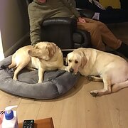 Home Owner wanting sitter in , Victoria