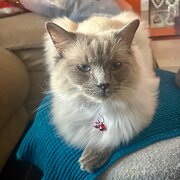 Home Owner wanting sitter in , Queensland