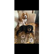 Home Owner wanting sitter in newcastle, New South Wales