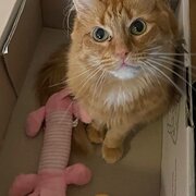 Home Owner wanting sitter in Sydney , New South Wales