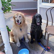 Home Owner wanting sitter in , South Australia