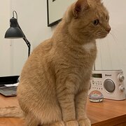 Home Owner wanting sitter in Melbourne, Victoria