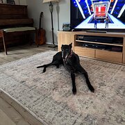 Home Owner wanting sitter in Melbourne , Victoria